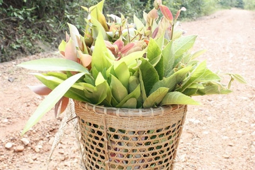 Gỏi lá Kon Tum - hương vị lan tỏa của núi rừng Tây Nguyên ảnh 2 Gỏi lá Kon Tum - hương vị lan tỏa của núi rừng Tây Nguyên ảnh 2