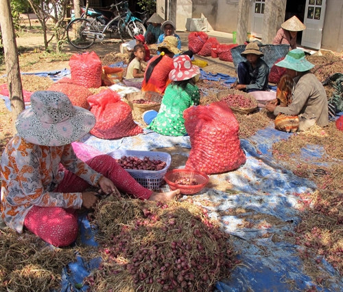 Phân loại hành sau khi thu hoạch.