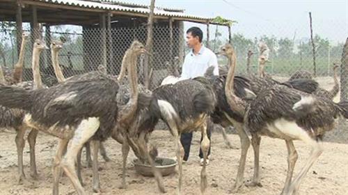 Nuôi đà điểu sinh sản. Ảnh: wikiohana.net Nuôi đà điểu sinh sản. Ảnh: wikiohana.net