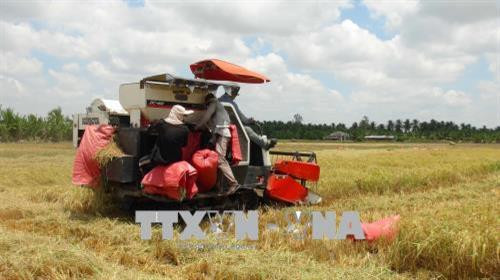 Nông dân huyện Tiểu Cần thu hoạch lúa Đông Xuân 2017-2018. Ảnh Thanh Hoà - TTXVN Nông dân huyện Tiểu Cần thu hoạch lúa Đông Xuân 2017-2018. Ảnh Thanh Hoà - TTXVN