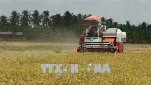 Nông dân huyện Tiểu Cần thu hoạch lúa Đông Xuân 2017-2018. Ảnh Thanh Hoà - TTXVN Nông dân huyện Tiểu Cần thu hoạch lúa Đông Xuân 2017-2018. Ảnh Thanh Hoà - TTXVN