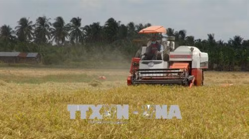 Nông dân huyện Tiểu Cần thu hoạch lúa Đông Xuân 2017-2018. Ảnh Thanh Hoà - TTXVN