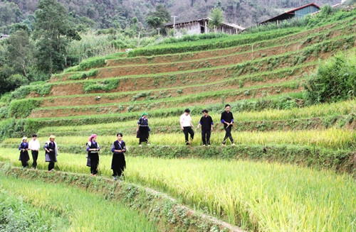 Nhờ có đồng vốn vay ưu đãi của NHCSXH, cuộc sống của đồng bào dân tộc thiểu số ở Dế Xu Phình đã ổn định, bản làng ngày một phát triển.