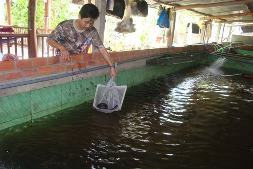 Cán bộ kỹ thuật Công ty Hoàng Thông kiểm tra giống ươm trong bề xi măng