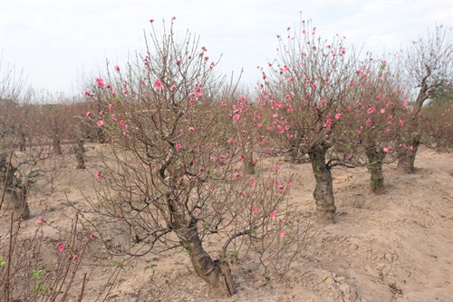 Một vườn đào ở Nhật Tân bung nụ nở sớm. Ảnh: Đỗ Phương Anh - TTXVN