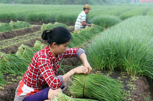 Với 2.000m2 trồng hẹ, mỗi năm vợ chồng chị Nguyễn Thị Loan thu hoạch từ 7-8 lứa, sau khi trừ chi phí cho thu lãi đạt từ 80 – 100 triệu đồng. Với 2.000m2 trồng hẹ, mỗi năm vợ chồng chị Nguyễn Thị Loan thu hoạch từ 7-8 lứa, sau khi trừ chi phí cho thu lãi đạt từ 80 – 100 triệu đồng.