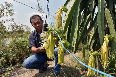 Anh Nghiêm Phước Hùng áp dụng giải pháp chong bóng đèn kích thích thanh long ra hoa. Ảnh: baocamau.com.vn Anh Nghiêm Phước Hùng áp dụng giải pháp chong bóng đèn kích thích thanh long ra hoa. Ảnh: baocamau.com.vn