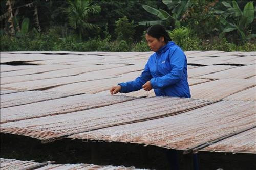 Bà Vũ Thị Chín, thôn 6, xã Giới Phiên, thành phố Yên Bái đang phơi miến phục vụ thị trường Tết. Ảnh: Đinh Thùy-TTXVN Bà Vũ Thị Chín, thôn 6, xã Giới Phiên, thành phố Yên Bái đang phơi miến phục vụ thị trường Tết. Ảnh: Đinh Thùy-TTXVN