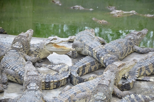 Đàn cá sấu của một hộ nuôi ở thị trấn Phước Long, huyện Phước Long đã quá lứa nhưng chưa thể xuất bán. Đàn cá sấu của một hộ nuôi ở thị trấn Phước Long, huyện Phước Long đã quá lứa nhưng chưa thể xuất bán.