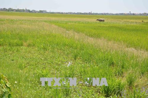 Giá phân bón, giống, thuốc trừ sâu, nhân công lao động ngày càng tăng trong khi giá lúa lại thấp. Để có thu nhập trang trải cuộc sống, người dân sẵn sàng tìm những công việc khác cho thu nhập cao hơn. Đây là nguyên nhân dẫn đến tới gần 260ha đất nông nghiệp tập trung chủ yếu tại các xã Yên Đồng, Yên Trị, Yên Tiến và Thị trấn Lâm thuộc huyện Ý Yên, tỉnh Nam Định bị bỏ hoang. Ảnh Công Luật-TTXVN Giá phân bón, giống, thuốc trừ sâu, nhân công lao động ngày càng tăng trong khi giá lúa lại thấp. Để có thu nhập trang trải cuộc sống, người dân sẵn sàng tìm những công việc khác cho thu nhập cao hơn. Đây là nguyên nhân dẫn đến tới gần 260ha đất nông nghiệp tập trung chủ yếu tại các xã Yên Đồng, Yên Trị, Yên Tiến và Thị trấn Lâm thuộc huyện Ý Yên, tỉnh Nam Định bị bỏ hoang. Ảnh Công Luật-TTXVN