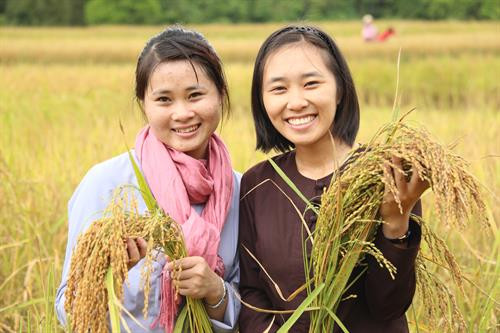 Du khác cùng tham gia gặt lúa nếp gù