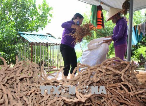 Thu hoạch củ cây Ba kích tại xã Đạo Trù (Tam Đảo, Vĩnh Phúc). Ảnh: Nguyễn Thảo - TTXVN Thu hoạch củ cây Ba kích tại xã Đạo Trù (Tam Đảo, Vĩnh Phúc). Ảnh: Nguyễn Thảo - TTXVN