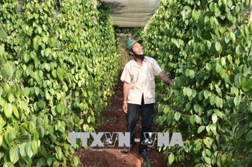 Vườn tiêu sạch khoảng 15.000 trụ tiêu tại xã Nam Yang, huyện Đăk Đoa ứng dụng công nghệ tiên tiến, bón phân hữu cơ và vi sinh. Ảnh: Hồng Điệp - TTXVN Vườn tiêu sạch khoảng 15.000 trụ tiêu tại xã Nam Yang, huyện Đăk Đoa ứng dụng công nghệ tiên tiến, bón phân hữu cơ và vi sinh. Ảnh: Hồng Điệp - TTXVN