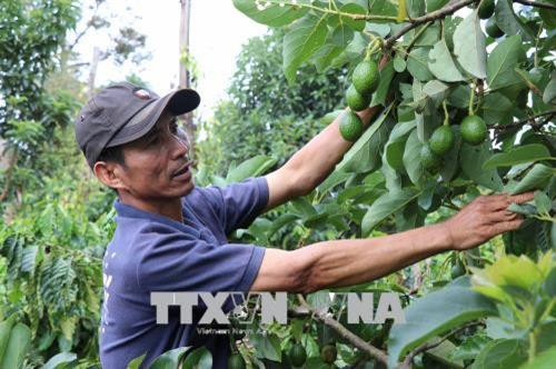 Người dân chuyển đổi trồng tiêu sang trồng bơ tại Gia Lai. Ảnh: Hoài Nam - TTXVN Người dân chuyển đổi trồng tiêu sang trồng bơ tại Gia Lai. Ảnh: Hoài Nam - TTXVN