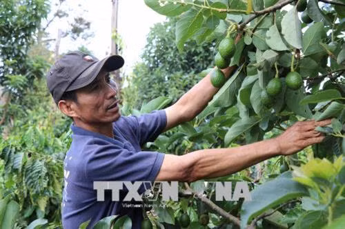 Người dân chuyển đổi trồng tiêu sang trồng bơ tại Gia Lai. Ảnh: Hoài Nam - TTXVN