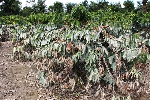 Diện tích cà phê bên sông Krông Ana ngập nước làm rụng trái, giảm năng suất. Diện tích cà phê bên sông Krông Ana ngập nước làm rụng trái, giảm năng suất.
