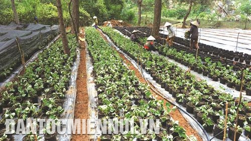 Dâu tây thích hợp với các loại đất thịt nhẹ, hàm lượng chất hữu cơ cao, đất ấm, giữ ẩm nhưng thoát nước tốt. Ảnh: An Thành Đạt