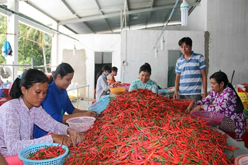 Trồng ớt chỉ thiên cho thu nhập cao ảnh 3