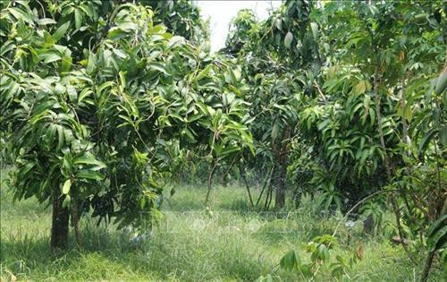 Vườn xoài của bà Trần Thị Lan, ấp Suối Son 2, xã Phú Vinh áp dụng mô hình tưới nước tự động, giúp tăng năng, chất lượng trái. Ảnh: Sỹ Tuyên - TTXVN Vườn xoài của bà Trần Thị Lan, ấp Suối Son 2, xã Phú Vinh áp dụng mô hình tưới nước tự động, giúp tăng năng, chất lượng trái. Ảnh: Sỹ Tuyên - TTXVN