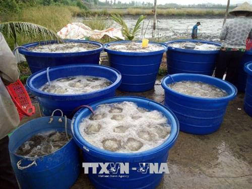 Các huyện vùng U Minh Thượng thu hoạch tôm càng xanh. Ảnh: Lê Văn Sen Các huyện vùng U Minh Thượng thu hoạch tôm càng xanh. Ảnh: Lê Văn Sen