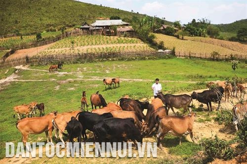 Chăn thả trâu, bò vào sáng sớm hoặc chiều muộn để tránh nắng. Ảnh: Xuân Tư Chăn thả trâu, bò vào sáng sớm hoặc chiều muộn để tránh nắng. Ảnh: Xuân Tư