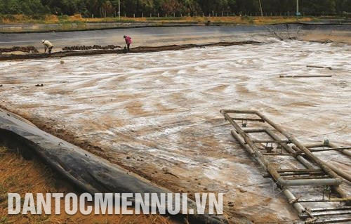 Làm hệ thống đáy lót ao, rắc vôi bột để khử trùnvà tăng độ pH cho nước. Ảnh: Ngọc Hà Làm hệ thống đáy lót ao, rắc vôi bột để khử trùnvà tăng độ pH cho nước. Ảnh: Ngọc Hà