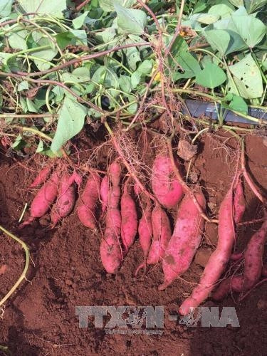 Mô hình khoai lang Nhật Bản trồng thử nghiệm tại tỉnh Kon Tum cho năng suất cao. Ảnh: Hồng Điệp - TTXVN Mô hình khoai lang Nhật Bản trồng thử nghiệm tại tỉnh Kon Tum cho năng suất cao. Ảnh: Hồng Điệp - TTXVN