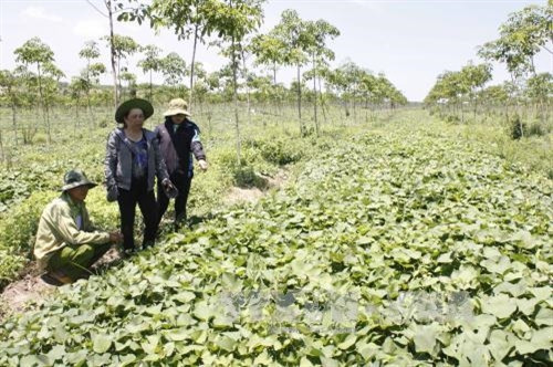 Mô hình khoai lang Nhật Bản trồng thử nghiệm tại tỉnh Kon Tum cho năng suất cao. Ảnh: Hồng Điệp - TTXVN Mô hình khoai lang Nhật Bản trồng thử nghiệm tại tỉnh Kon Tum cho năng suất cao. Ảnh: Hồng Điệp - TTXVN