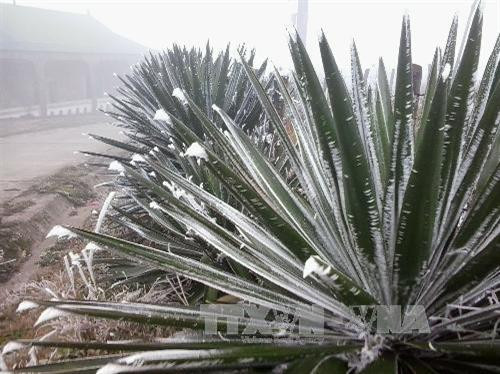 Băng tuyết phủ trắng cây cối trên Mẫu Sơn. Ảnh: Diệp Hằng-TTXVN phát Băng tuyết phủ trắng cây cối trên Mẫu Sơn. Ảnh: Diệp Hằng-TTXVN phát