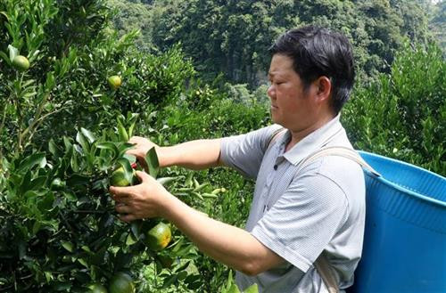 Người nông dân trong thị trấn Mường Khương thu hoạch quýt. Ảnh: Quốc Khánh - TTXVN Người nông dân trong thị trấn Mường Khương thu hoạch quýt. Ảnh: Quốc Khánh - TTXVN