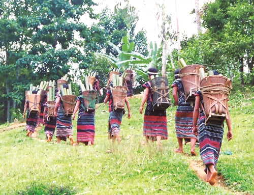 Phụ nữ Cơ-tu thường mang gùi mỗi khi lên nương, rẫy Phụ nữ Cơ-tu thường mang gùi mỗi khi lên nương, rẫy