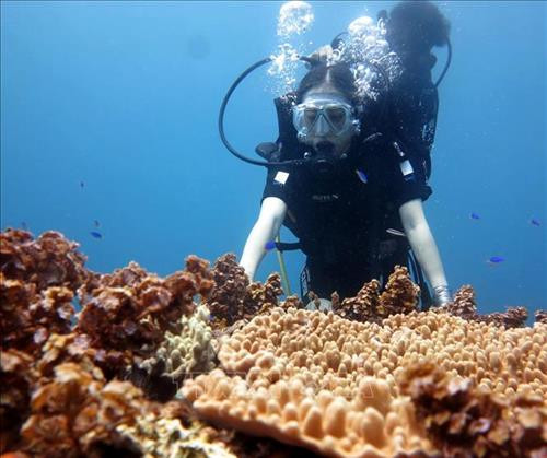 Du khách lặn khám phá cổng Tò Vò dưới đáy biển. Ảnh: Phước Ngọc - TTXVN Du khách lặn khám phá cổng Tò Vò dưới đáy biển. Ảnh: Phước Ngọc - TTXVN