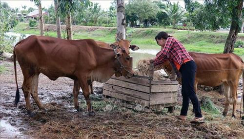 Hộ chị Thị Chành Thu (xã Phú Lợi, huyện Giang Thành) vay vốn ngân hàng chính sách chăn nuôi bò phát triển kinh tế gia đình. Ảnh: Lê Huy Hải - TTXVN