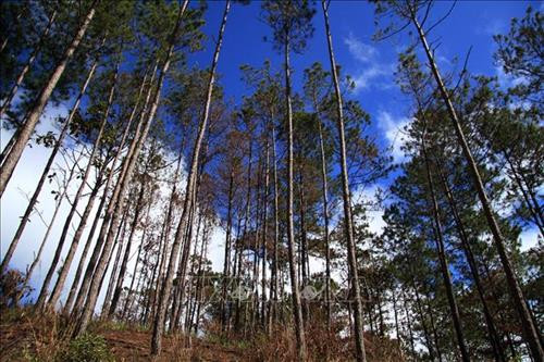 Rừng thông ba lá thuộc rừng phòng hộ nằm trên địa bàn xã Phi Liêng, huyện Đam Rông. Ảnh: Đặng Tuấn – TTXVN Rừng thông ba lá thuộc rừng phòng hộ nằm trên địa bàn xã Phi Liêng, huyện Đam Rông. Ảnh: Đặng Tuấn – TTXVN