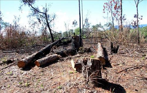 Hàng trăm gốc cây thông đã bị đốt cháy, đốn hạ nằm la liệt. Ảnh: Đặng Tuấn – TTXVN Hàng trăm gốc cây thông đã bị đốt cháy, đốn hạ nằm la liệt. Ảnh: Đặng Tuấn – TTXVN