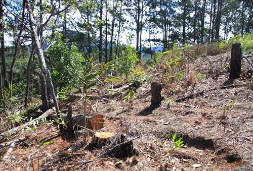 Cây thông ba lá bị đốn hạ nằm ngổn ngang. Ảnh: Đặng Tuấn – TTXVN Cây thông ba lá bị đốn hạ nằm ngổn ngang. Ảnh: Đặng Tuấn – TTXVN