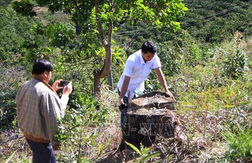 Những gốc cây thông ba lá có đường kính lên đến 60 cm bị triệt hạ, đốt cháy. Ảnh: Đặng Tuấn – TTXVN Những gốc cây thông ba lá có đường kính lên đến 60 cm bị triệt hạ, đốt cháy. Ảnh: Đặng Tuấn – TTXVN