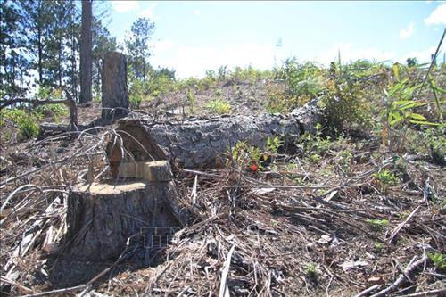 Nhiều cây thông ba lá thuộc rừng phòng hộ nằm trên địa bàn xã Phi Liêng, huyện Đam Rông đã bị triệt hạ, đốt cháy. Ảnh: Đặng Tuấn – TTXVN Nhiều cây thông ba lá thuộc rừng phòng hộ nằm trên địa bàn xã Phi Liêng, huyện Đam Rông đã bị triệt hạ, đốt cháy. Ảnh: Đặng Tuấn – TTXVN