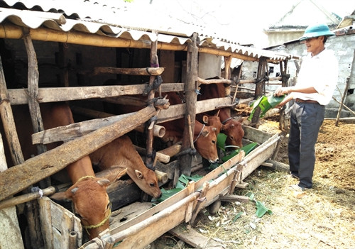 Gia đình ông Đàm Văn Hảo vay 30 triệu đồng để nuôi bò sinh sản, giờ đã thoát nghèo, vươn lên làm giàu