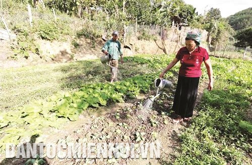 Gia đình bà Lò Thị Thiềm, dân tộc Thái ở xã Chăn Nưa, huyện Sìn Hồ vay vốn ưu đãi cải tạo vườn đồi trồng rau. Ảnh: Trần Việt Gia đình bà Lò Thị Thiềm, dân tộc Thái ở xã Chăn Nưa, huyện Sìn Hồ vay vốn ưu đãi cải tạo vườn đồi trồng rau. Ảnh: Trần Việt