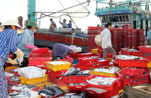 Ngư dân tất bật "xông biển" ảnh 1