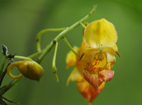 Hoa Móng Tay trong rừng nguyên sinh Khau Ca. Hoa Móng Tay trong rừng nguyên sinh Khau Ca.