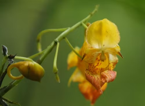 Hoa Móng Tay trong rừng nguyên sinh Khau Ca. Hoa Móng Tay trong rừng nguyên sinh Khau Ca.