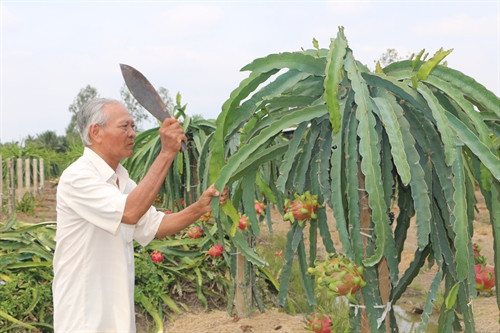 Ông Võ Văn Kính, xã Vĩnh Công (Châu Thành) chặt bỏ thanh long ruột trắng. Ông Võ Văn Kính, xã Vĩnh Công (Châu Thành) chặt bỏ thanh long ruột trắng.