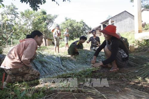 Bà con trong làng đan những tấm tranh thành từng liếp để lợp mái nhà Rông. Ảnh: Hồng Điệp – TTXVN Bà con trong làng đan những tấm tranh thành từng liếp để lợp mái nhà Rông. Ảnh: Hồng Điệp – TTXVN