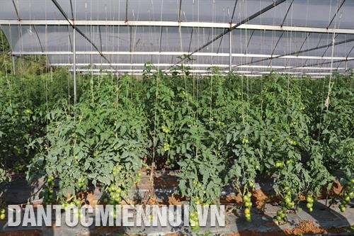 Mô hình cà chua treo tại Công ty cổ phần Greenfarm (Mộc Châu - Sơn La)