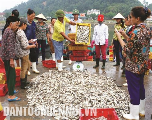 Tại Nghệ An, nghề khai thác thủy sản trên biển là nghề chính của nhiều người dân tại các địa phương ven biển