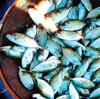 Độc đáo bánh khoái nhân cá kình ảnh 1 Độc đáo bánh khoái nhân cá kình ảnh 1