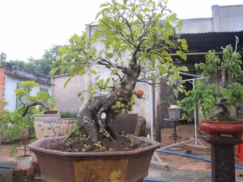 Cây sung trồng để làm cảnh. Ảnh: nuoitrong123.com