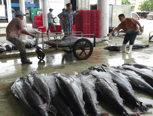 Cá cờ của ngư dân được tập kết ở cảng cá Hòn Rớ, thành phố Nha Trang để chuẩn bị đưa đi tiêu thụ. Ảnh: Nguyên Lý-TTXVN Cá cờ của ngư dân được tập kết ở cảng cá Hòn Rớ, thành phố Nha Trang để chuẩn bị đưa đi tiêu thụ. Ảnh: Nguyên Lý-TTXVN